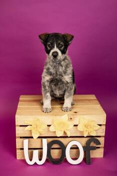 Great Pyrenees Dogs Available for Adoption - 131-26 | PetCurious