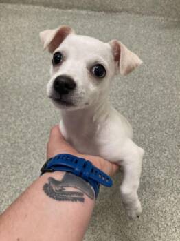 BROCKK -  Chihuahua and Mixed Breed Dog for Adoption in Loveland, Colorado - BROCKK | PetCurious