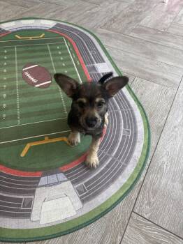 Holly -  Terrier and Schnauzer Dog Available for Adoption in The Woodlands, Texas - Holly | PetCurious