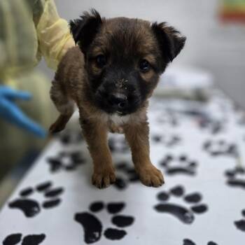 Tapatio -  Australian Shepherd and Labrador Retriever Dog for Adoption in Incline Village, Nevada - Tapatio | PetCurious