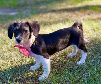 Violet -  Dachshund Dog for Adoption in Lucedale, Mississippi - Violet | PetCurious