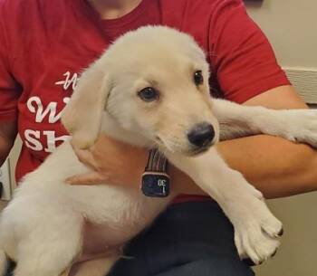 Phoenix -  Great Pyrenees and German Shepherd Dog Dog for Adoption in Kansas City, Missouri - Phoenix | PetCurious