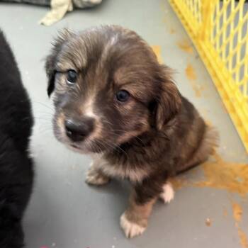 Spaniel and Chihuahua Dogs Available for Adoption in Carmel Hamlet, New York - Patsy | PetCurious