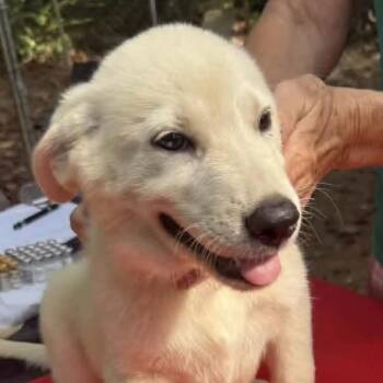 Azalea -  Mixed Breed Dog for Adoption - Azalea | PetCurious