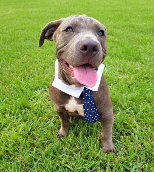 Rescue American Bully Dogs for Adoption - Zuko | PetCurious