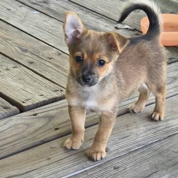 Moochie -  Chihuahua and Mixed Breed Dog for Adoption in Kannapolis, North Carolina - Moochie | PetCurious