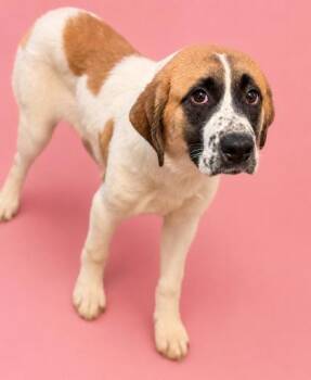 Saint Bernard and Mixed Breed Dogs Available for Adoption in Bowling Green, Kentucky - Evelynn | PetCurious