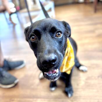 Knox -  Retriever and Pointer Dog for Adoption in Corpus Christi, Texas - Knox | PetCurious
