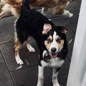 Atlas -  Australian Shepherd and Border Collie Dog for Adoption - Atlas | PetCurious