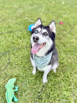 Rescue Siberian Husky Dogs for Adoption in Angleton, Texas - Tennis | PetCurious
