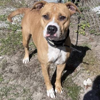 Rescue Terrier Dogs for Adoption in Springfield, Georgia - Marcela | PetCurious