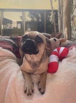 Pug and Chihuahua Dogs Available for Adoption - Timon | PetCurious