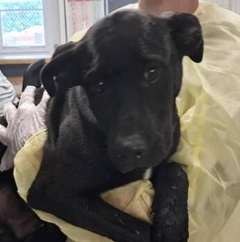 Carlton -  Black Labrador Retriever Dog Available for Adoption in Hollister, Missouri - Carlton | PetCurious