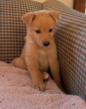 Labrador Retriever Dogs Available for Adoption in Troy, Virginia - Butterball | PetCurious