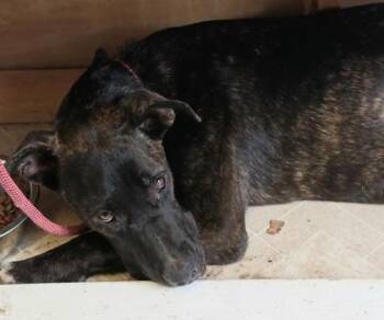 Tatum -  Cane Corso and Mastiff Dog for Adoption in West Memphis, Arkansas - Tatum | PetCurious