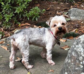 Louie Logan -  Yorkshire Terrier Dog for Adoption in Milton, Georgia - Louie Logan | PetCurious