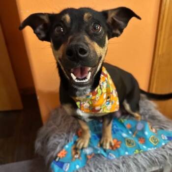 Rescue Mixed Breed Dogs for Adoption in Buffalo, Minnesota - Daphne | PetCurious