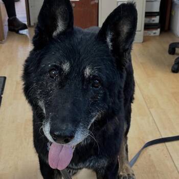 German Shepherd Dog Dogs Available for Adoption - Billy Ray | PetCurious