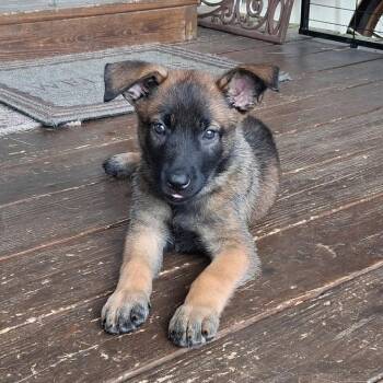 Acadia (26-294) -  German Shepherd Dog and Mixed Breed Dog for Adoption in New Ringgold, Pennsylvania - Acadia (26-294) | PetCurious