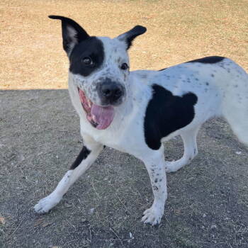 Rescue Australian Cattle Dog Blue Heeler Dogs for Adoption in Rockaway, New Jersey - Vance GCH | PetCurious