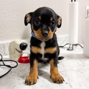 Chihuahua and Miniature Pinscher Dogs Available for Adoption - 254 (2026) Wasabi | PetCurious