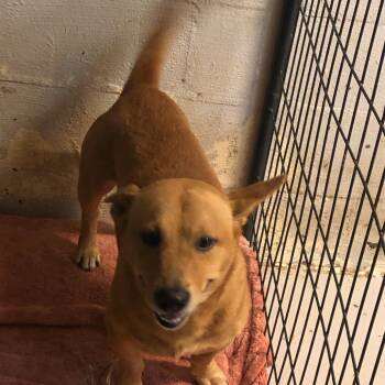 Rescue Cardigan Welsh Corgi Dogs for Adoption in Clanton, Alabama - Daga | PetCurious