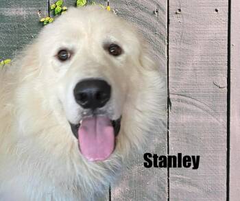 Great Pyrenees Dogs Available for Adoption in Marshville, North Carolina - Stanley | PetCurious
