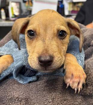 Davis -  Mixed Breed Dog for Adoption in Henderson, North Carolina - Davis | PetCurious