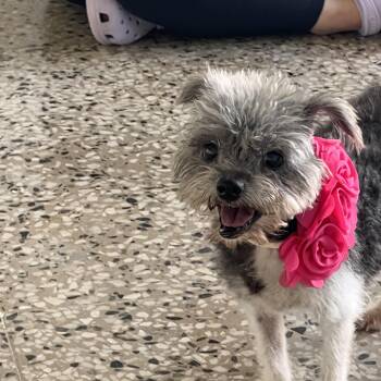 Rescue Yorkshire Terrier Dogs for Adoption in Humacao, Humacao - Labubu | PetCurious