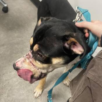 Blueberry -  Mixed Breed Dog for Adoption in Philadelphia, Pennsylvania - Blueberry | PetCurious