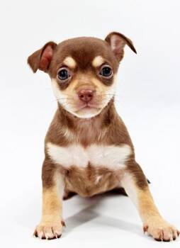 Chihuahua and Mixed Breed Dogs Available for Adoption in Morton Grove, Illinois - Davina | PetCurious