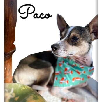 Rescue Chihuahua Dogs for Adoption in Tulsa, Oklahoma - Paco | PetCurious