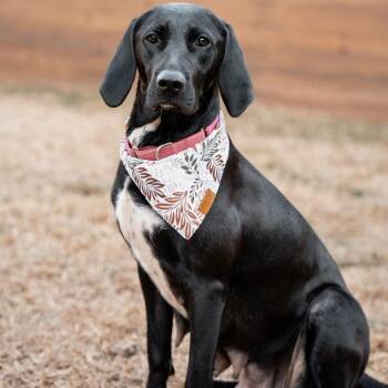 Black Labrador Retriever and Hound Dogs Available for Adoption - Showgirl | PetCurious
