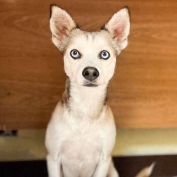 Rescue Chihuahua and Husky Dogs for Adoption in Warren, Rhode Island - Misha | PetCurious
