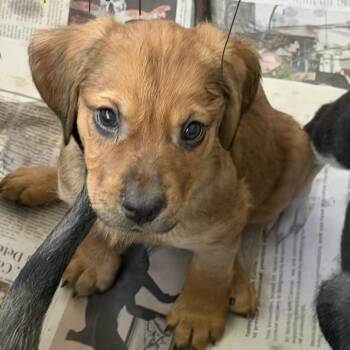 NY Army Avail Jul 25 (4H Putnam County Fair Carmel NY) -  Yellow Labrador Retriever and Golden Retriever Dog for Adoption in Eastford, Connecticut - NY Army Avail Jul 25 (4H Putnam County Fair Carmel NY) | PetCurious