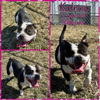 Katrina -  American Bulldog Dog for Adoption in Franklin, Indiana - Katrina | PetCurious