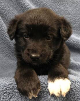 Shepherd Dogs Available for Adoption in Thief River Falls, Minnesota - Yoshi | PetCurious