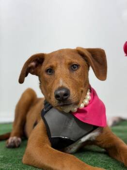 Jane-One of our Amazing Rescue Dogs -  Redbone Coonhound and Mixed Breed Dog for Adoption in Carlsbad, California - Jane-One Of Our Amazing Rescue Dogs | PetCurious