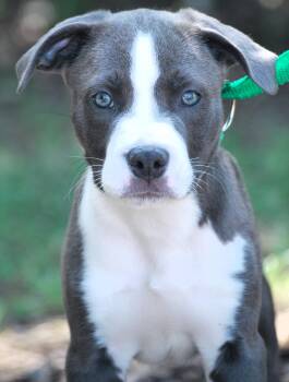 Nutt -  Pit Bull Terrier Dog for Adoption in Manchester, Tennessee - Nutt | PetCurious