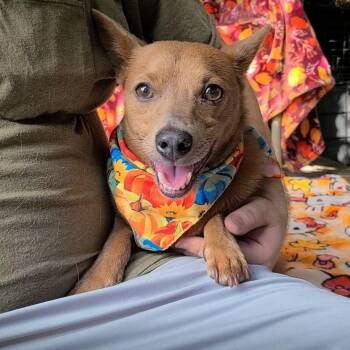 Dunkin -  Chihuahua and Dachshund Dog for Adoption in Woolwich, Maine - Dunkin | PetCurious