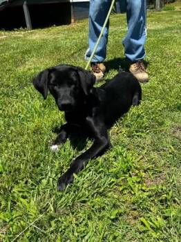 Ebo -  Labrador Retriever and Pointer Dog for Adoption in Lake Wylie, South Carolina - Ebo | PetCurious