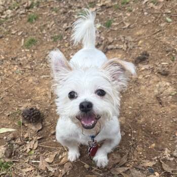 Cosmo -  Shih Tzu and Chihuahua Dog for Adoption in Helena, Alabama - Cosmo | PetCurious
