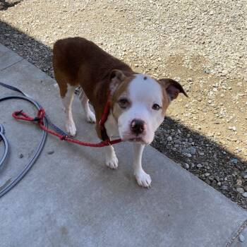 Bruno -  Pit Bull Terrier and Mixed Breed Dog for Adoption in Westminster, California - Bruno | PetCurious