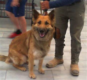 German Shepherd Dog and Mixed Breed Dogs Available for Adoption in Charlotte, North Carolina - MAX | PetCurious