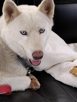 King (Courtesy Post) -  Husky Dog for Adoption in Statesboro, Georgia - King (Courtesy Post) | PetCurious