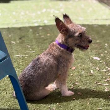 Tulip -  Terrier Dog for Adoption in Sonoma, California - Tulip | PetCurious