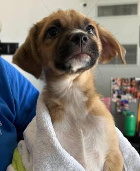 SARGE -  Mixed Breed Dog for Adoption in Holbrook, New York - SARGE | PetCurious
