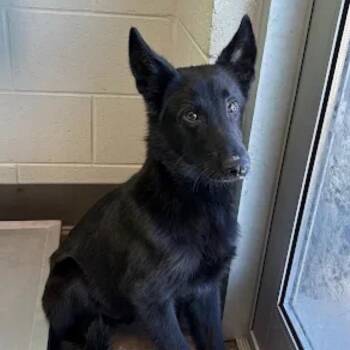 Sarge -  German Shepherd Dog Dog for Adoption in Williston, Vermont - Sarge | PetCurious