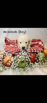 Anatolian Shepherd and Great Pyrenees Dogs Available for Adoption in Quinlan, Texas - McIntosh HTX | PetCurious