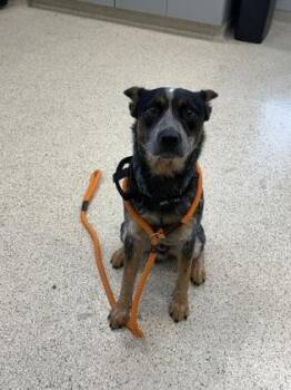 Little Man -  Mixed Breed Dog for Adoption in Lafayette, Indiana - Little Man | PetCurious